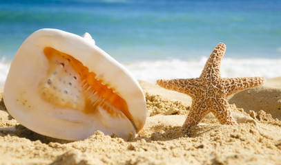 Fototapeta na wymiar Big seashell and starfish on sandy beach