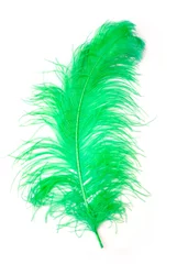 Abwaschbare Fototapete Strauß Grüne Feder eines Straußes