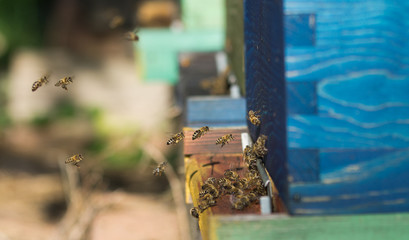 Working bees at the hive entrance