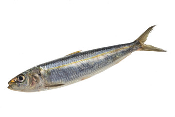 Fresh Herring