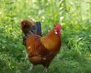 rooster