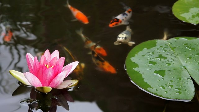 Koi Fish in Garden Pond with Pink Water Lily Flower 1080p