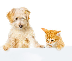 Cat and Dog above white banner. looking down. isolated on white