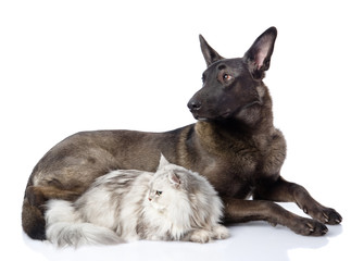 Black dog and persian cat together. isolated on white background
