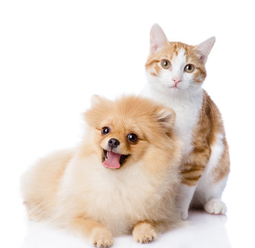 Fototapeta orange cat and dog. dog looking at camera. isolated on white 