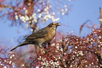 Blackbird, Turdus merula, female Rowan berries