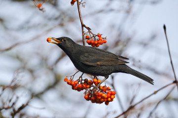 Blackbird, Turdus merula, male