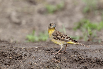 Black-headed bunting, Emberiza melanocephala, female