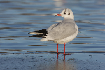 Fototapeta premium Black-headed gull, Larus ridibundus, 