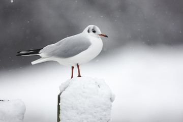 Black-headed gull, Larus ridibundus, 