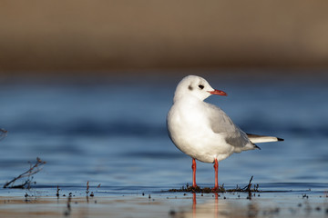 Black-headed gull, Larus ridibundus, 