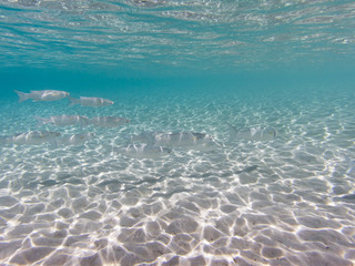 Beautiful shallows