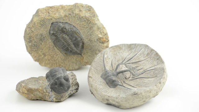 Rack focus on three Trilobite