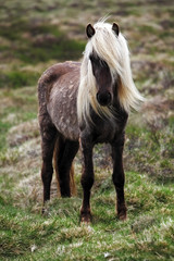 Obraz na płótnie Canvas Islandia koń