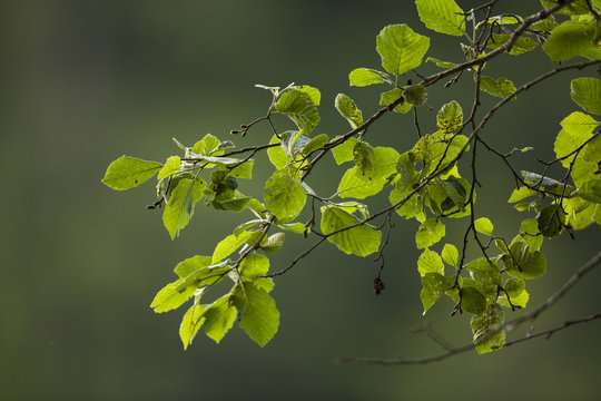 Closeup of green leaves on branches isolated