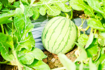 water melon in field
