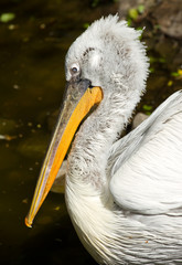Dalmatian Pelican portrait