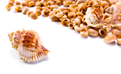 sea shells