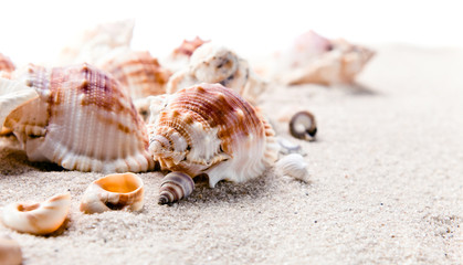 sea shells