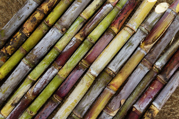 Différentes variétés de canne à sucre réunionnaises