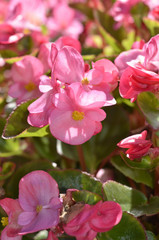 Obraz premium pink begonia flower plants , selective focus