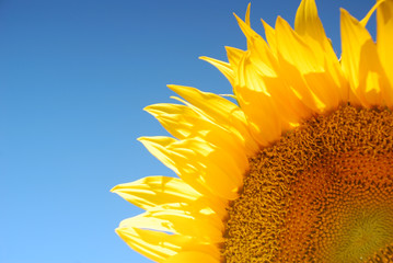 Sunflower field over clear blue sky