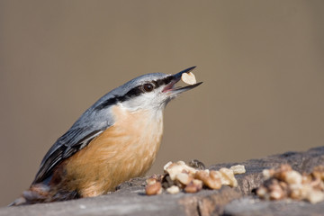 Fototapeta premium Kleiber