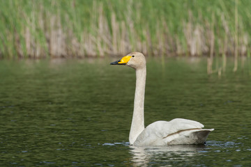 Singschwan