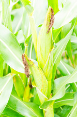 Corn farm in the countryside Thailand