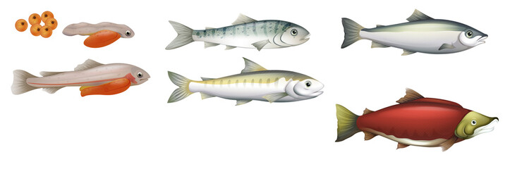 Life Cycle of Salmons