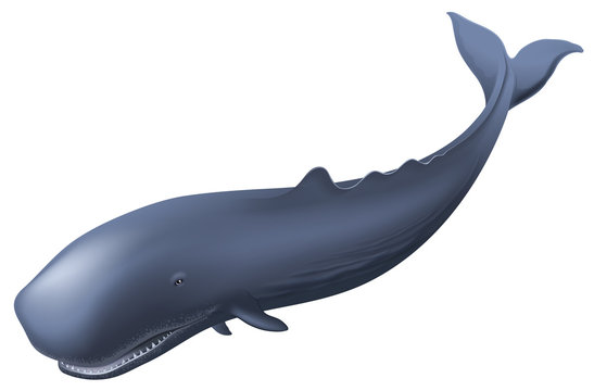 Sperm Whale