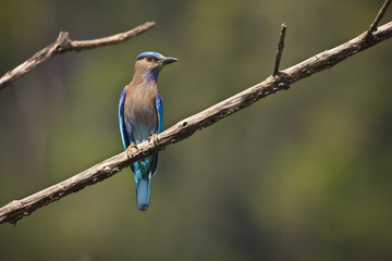 Indian roller bird specie Coracias benghalensis
