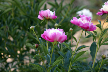 peonie © tommicris