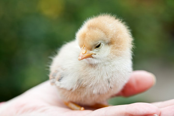 A small chick on the palm