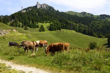 herd of cows on mountain pasture