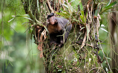 Tufted Capuchin in a tree