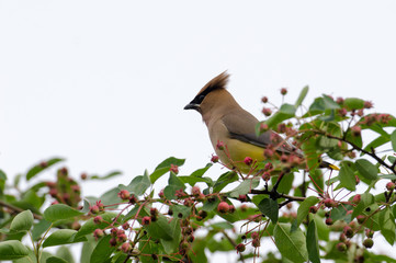 Cedar waxwing