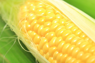 トウモロコシ