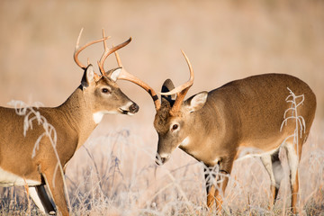 White-tailed deer bucks sparring