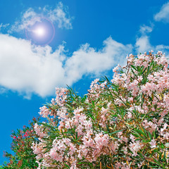 pink oleanders and sun