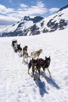 Alaska - Dog Sledding - Travel Destination