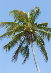Windblown Coconut Palm