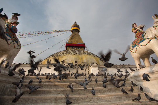 Pigeons and the Bodhnath stupa