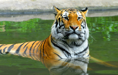 Fototapeta na wymiar Tygrys syberyjski w wodzie