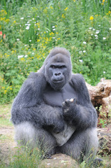 Male Silverback Western Lowland Gorilla sat eating