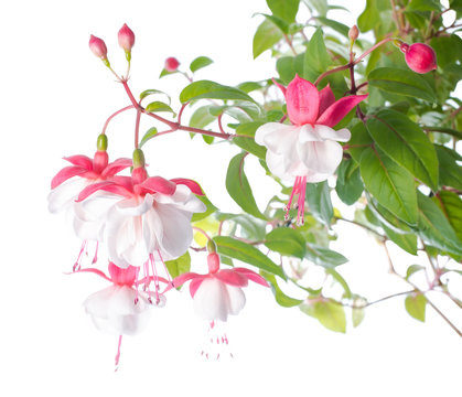 White  And Red Fuchsia Flower Isolated On White Background