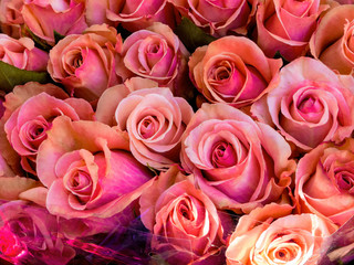 Rosa Rosen, Hintergrund