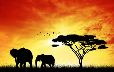 Obraz na płótnie Canvas Elephant in African landscape
