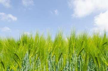 Obraz premium gerstenfeld