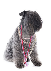 kerry blue terrier with collars
